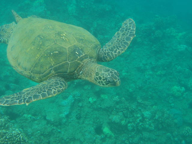 swimming turtle - free image