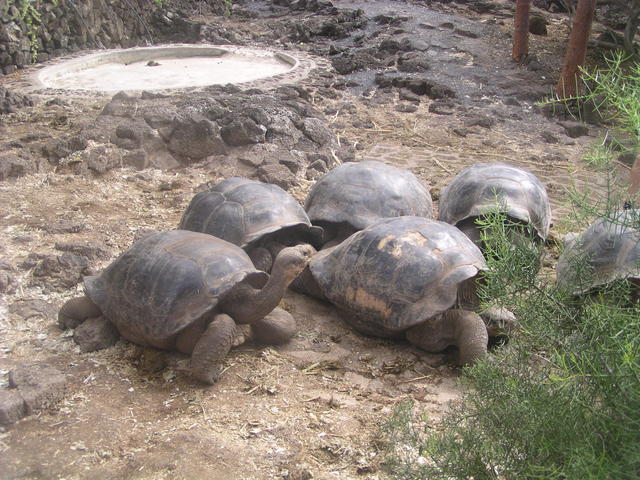 Tortoise - free image
