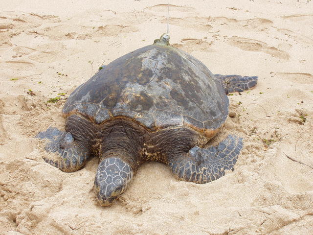 tortoise - free image