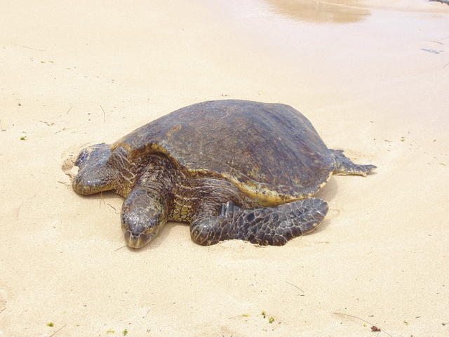 tortoise in the sea side - free image