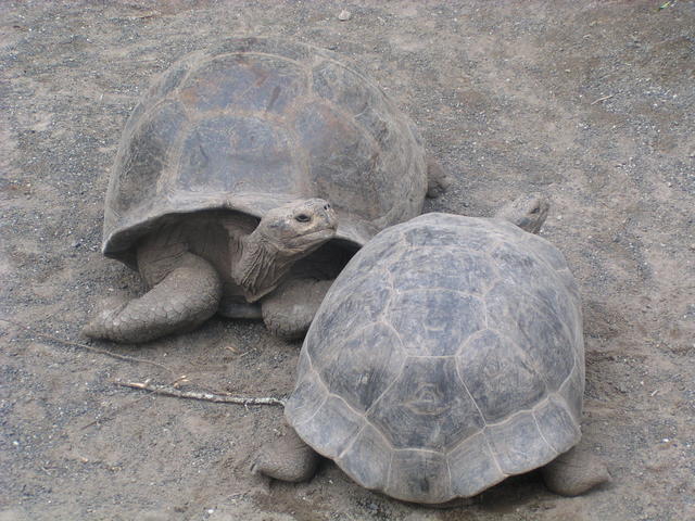 Tortoises - free image