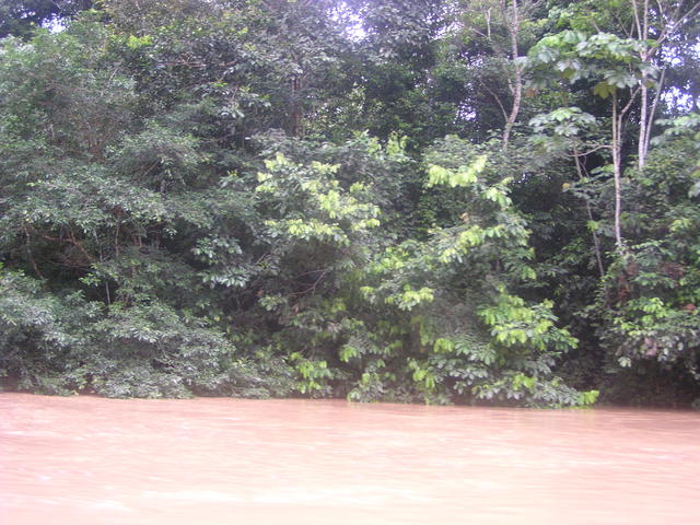 Trees in river side - free image