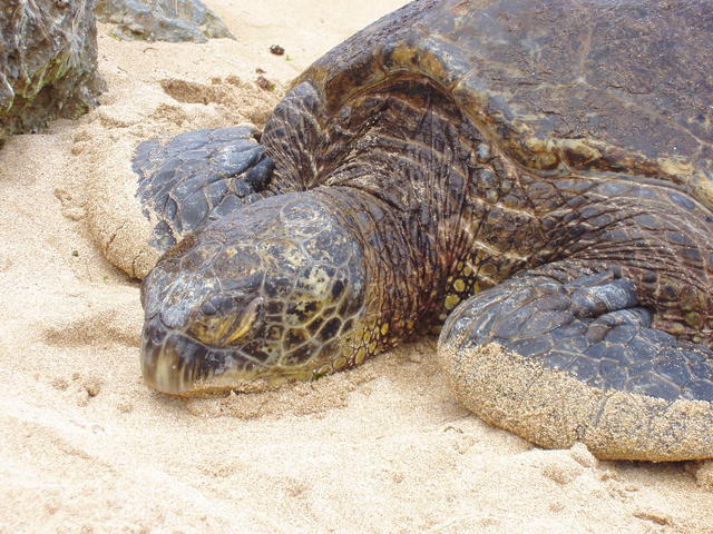 Turtle - free image