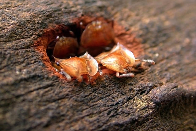turtle ants - free image
