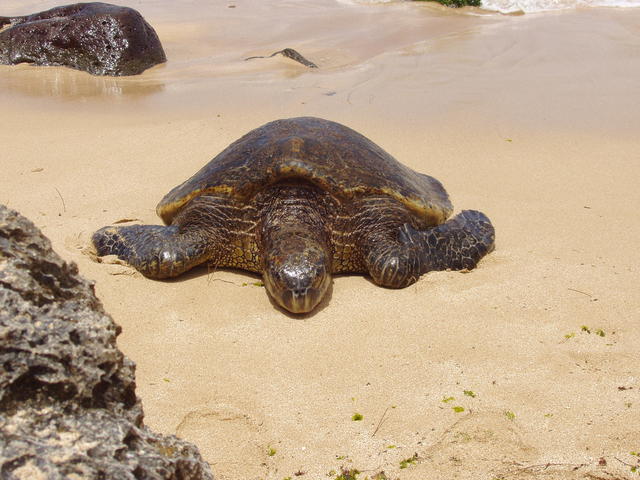 turtle in seashore - free image