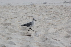 walking sea gull