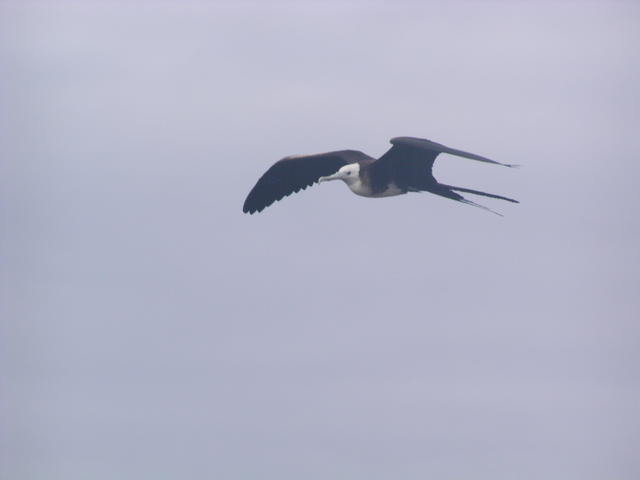 Waved Albatross - free image