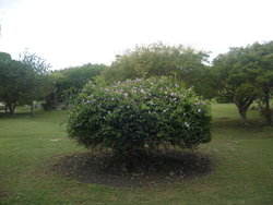 well- trimmed bush