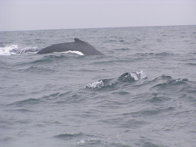 whale - free image