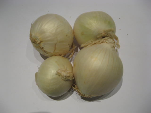White Onion - free image
