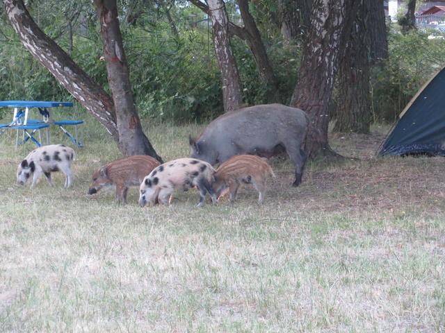Wild boar - free image