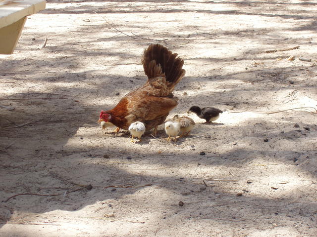 Wild Jungle Fowl Hen with Chicks - free image