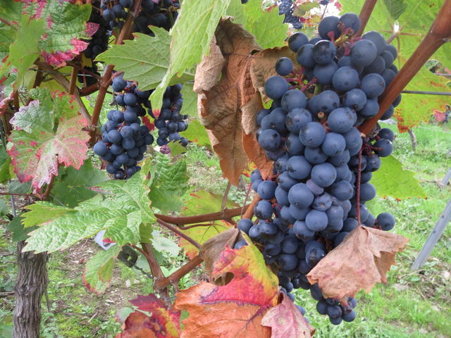 Wine grapes - free image