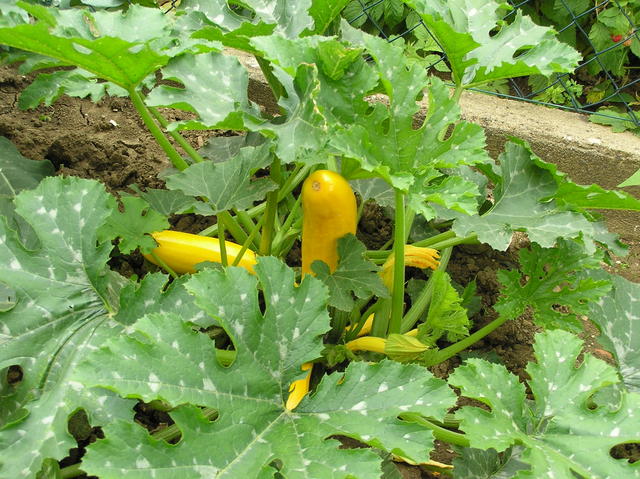 yellow courgette plant - free image
