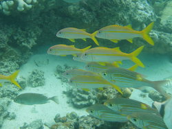 Yellow stripes fishes