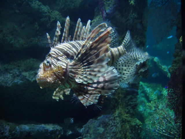 zebra turkey Fish - free image