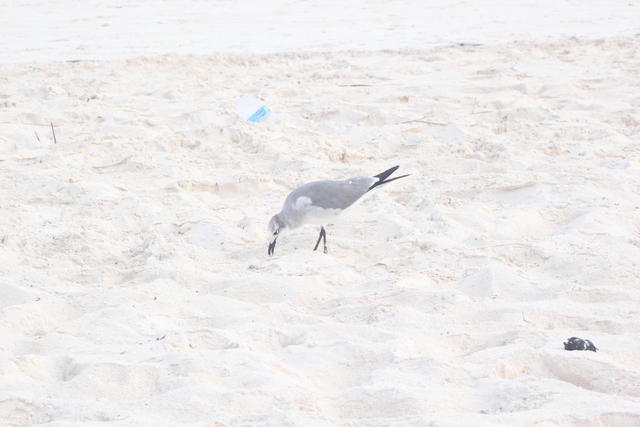 - free photo - free image