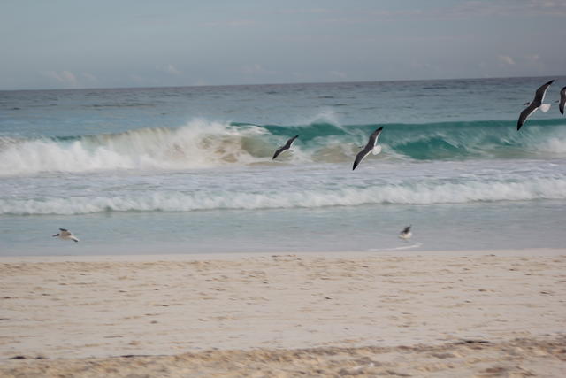 a flight towards the sea - free image