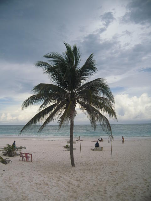 a mighty coconut tree - free image