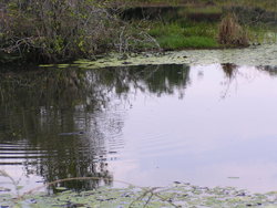 Abandoned swamp