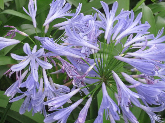 agapanthus - free image