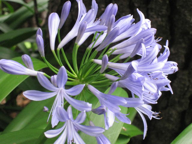 agapanthus bunch - free image