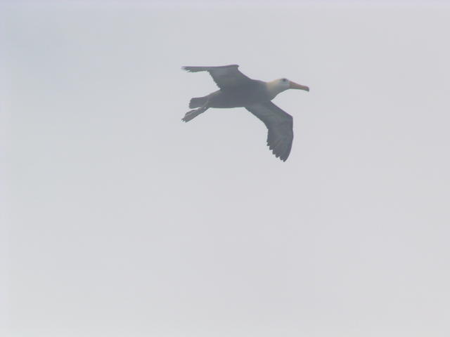 albatros flying - free image