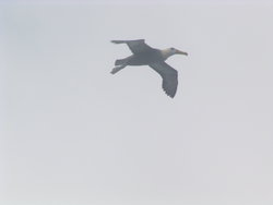 albatros flying