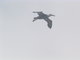albatros flying