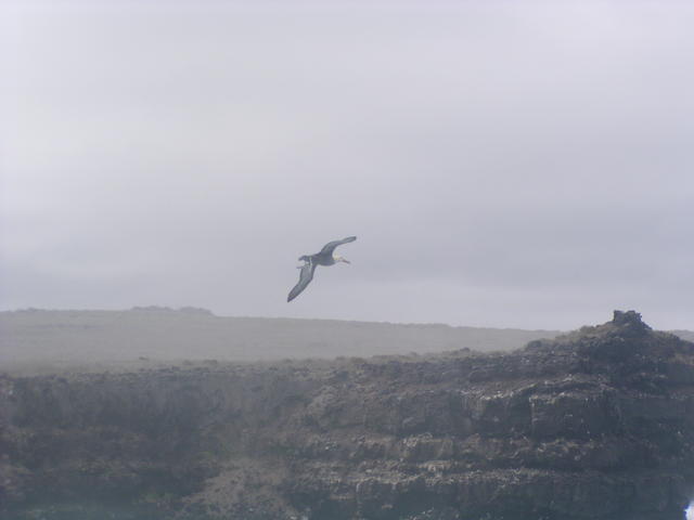 albatros in sky - free image