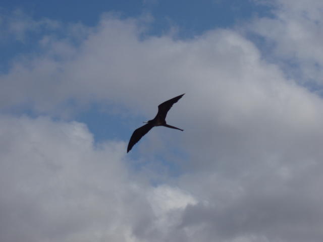 albatross flying - free image
