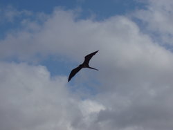 albatross flying