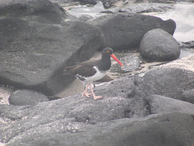 American Oystercatcher Bird - free image