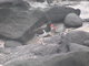 American Oystercatcher Bird