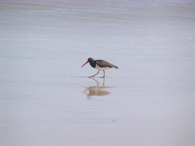 American Oystercatchers - free image