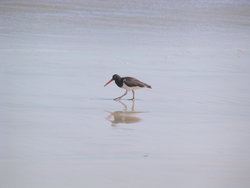 American Oystercatchers