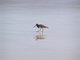 American Oystercatchers