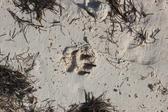 animalm paw on the beach - free image