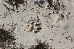 animalm paw on the beach