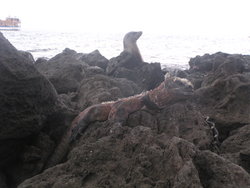 animals of Galapagos