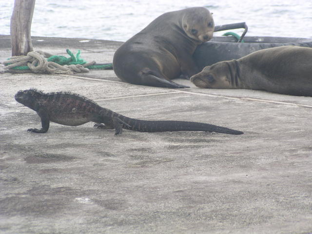 animals on the beach - free image