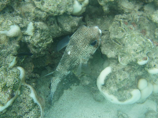 Another angle pufferfish - free image