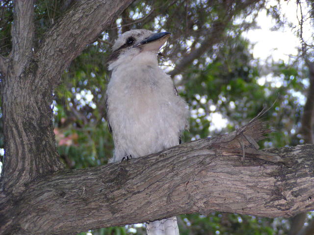 Another bird in the tree - free image