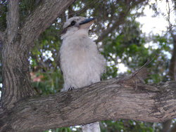 Another bird in the tree