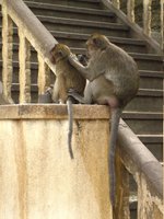 Apes scratching
