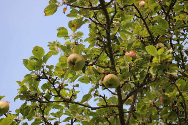 Apple tree - free image