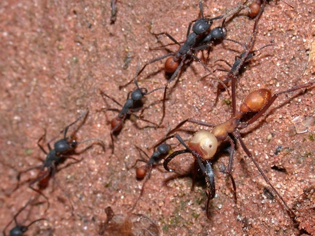 Army ants - free image