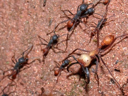 Army ants