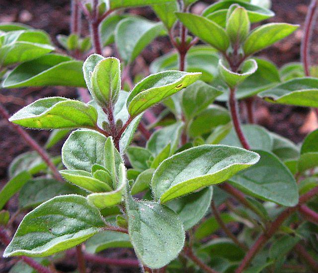 aromatic fresh oregano - free image