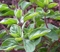 aromatic fresh oregano